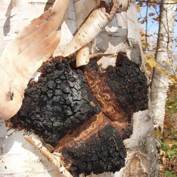 Cơ thể nó sùi ra thành cục to, bề mặt có màu đen như than nên mới được gọi là “vàng đen”, còn phần thịt bên trong thì màu cam. Tùy vào điều kiện sức khỏe của cây ký chủ, nấm chaga có thể đeo bám và sống đến ngoài 80 năm.