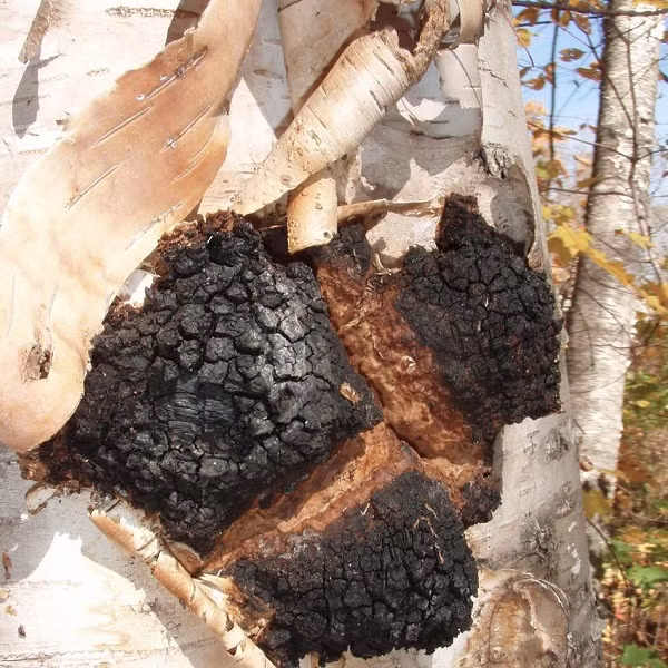 Cơ thể nó sùi ra thành cục to, bề mặt có màu đen như than nên mới được gọi là “vàng đen”, còn phần thịt bên trong thì màu cam. Tùy vào điều kiện sức khỏe của cây ký chủ, nấm chaga có thể đeo bám và sống đến ngoài 80 năm.