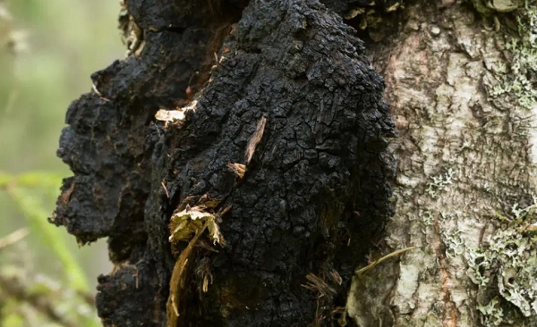 Chaga (Inonotus obliquus) là một loại nấm ký sinh trên cây bạch dương mọc ở nơi khí hậu lạnh, như Bắc Âu, Nga, Canada, Alaska (Mỹ)... từ lâu được cư dân vùng hàn đới quen dùng để bổ trợ sức khỏe.