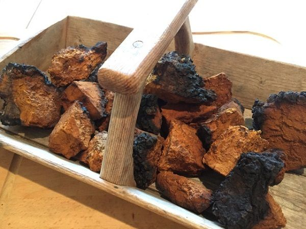 Cách chế biến và dùng nấm chaga rất đơn giản, chỉ bao gồm phơi khô, nghiền thành bột mịn, dùng nước nóng hoặc lạnh khuấy tan thành thuốc uống.