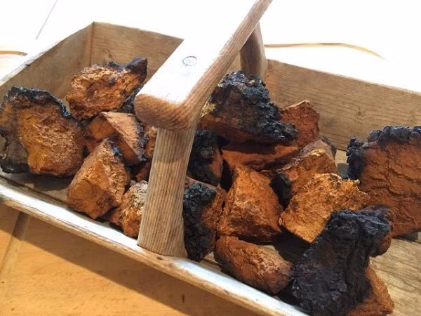 Cách chế biến và dùng nấm chaga rất đơn giản, chỉ bao gồm phơi khô, nghiền thành bột mịn, dùng nước nóng hoặc lạnh khuấy tan thành thuốc uống.