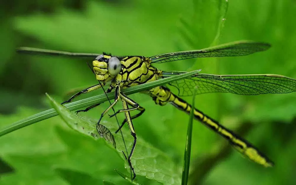 Sau khi xác định đây là chuồn chuồn cái, nó sẽ tiến tới từ đằng sau, kẹp chặt cổ bạn tình bằng đôi bàn chân trước, sau đó nhanh chóng bơm tinh trùng vào cơ thể chuồn chuồn cái.