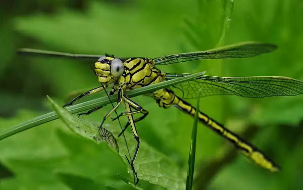 Sau khi xác định đây là chuồn chuồn cái, nó sẽ tiến tới từ đằng sau, kẹp chặt cổ bạn tình bằng đôi bàn chân trước, sau đó nhanh chóng bơm tinh trùng vào cơ thể chuồn chuồn cái.