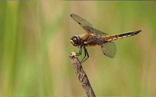 Không những thế, ấu trùng chuồn chuồn thậm chí còn máu lạnh hơn cả bố mẹ chúng khi dù rất bé đã biết săn mồi. Ngoài ấu trùng muỗi, cũng sống dưới nước như chúng, nhiều ấu trùng chuồn chuồn có thể ăn thịt cả nòng nọc, và cá 7 màu.