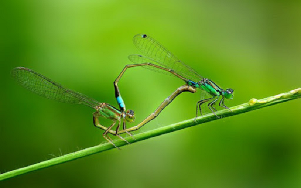 Nói về khả năng và tốc độ bay, khó có loài côn trùng nào có thể sánh ngang chuồn chuồn. Chúng có hai bộ cánh cực mỏng nhưng cực kỳ mạnh mẽ. Điều này cho phép chúng có thể bay theo bất kỳ hướng nào, kể cả ngang và lùi.