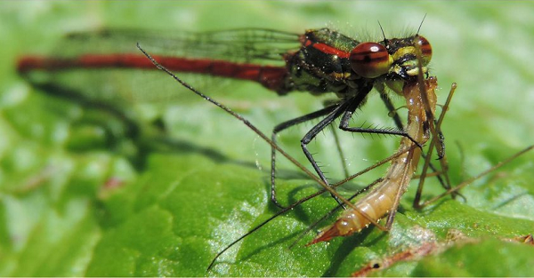 Chuồn chuồn còn được mệnh danh "gã đồ tể" khi sở hữu kỹ thuật xé xác con mồi vô cùng đáng sợ. Khi đi săn, chúng sẽ bắt và giữ chặt con mồi đôi chân, xé con mồi bằng đôi hàm sắc nhọn để chúng không thể trốn thoát.