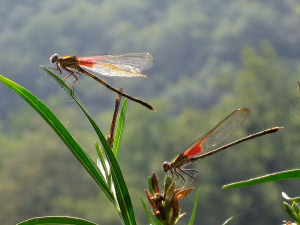 Chúng cũng có thể đứng yên ở một vị trí duy nhất. Chúng có thể bay với vận tốc tối đa 29km/h, trong những chuyến di cư dài tới hơn 17.000km.