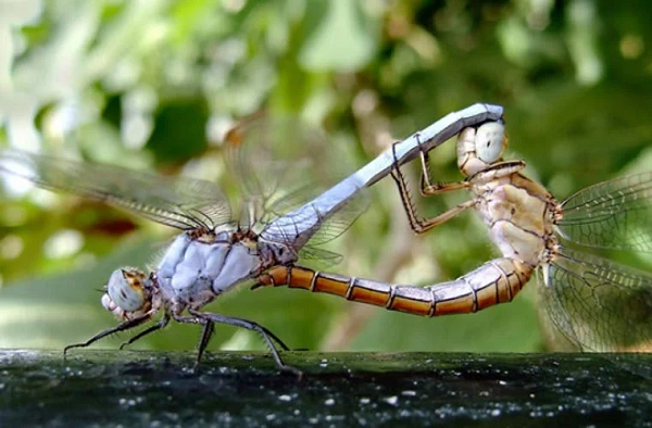 Ở Việt Nam hiện đang có trên 500 loài chuồn chuồn khác nhau. Phần lớn các loài chuồn chuồn là thiên địch ăn thịt nhiều loài sâu hại cây trồng, ruồi và muỗi.