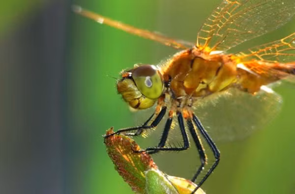 Chưa dừng lại ở đó, chúng có khả năng tính toán tốc độ để giết mồi hoàn hảo. Thay vì “đuổi theo” con mồi, loài động vật này biết chọn địa điểm mà con mồi sẽ bay đến để đón lỏng.