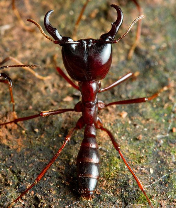 Mỗi đàn kiến lái xe có thể bao gồm tới 22 triệu con và chuyên tấn công "hội đồng" con mồi. Chúng từng giết chết người và có thể cắn nát 1.000 con mồi chỉ trong một cuộc càn quét.