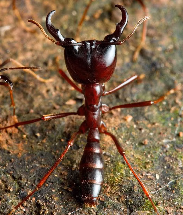 Mỗi đàn kiến lái xe có thể bao gồm tới 22 triệu con và chuyên tấn công "hội đồng" con mồi. Chúng từng giết chết người và có thể cắn nát 1.000 con mồi chỉ trong một cuộc càn quét.