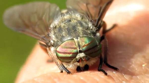 Có rất nhiều chủng loại ruồi này trên trái đất. Tuy nhiên một loài rất nguy hiểm đang tồn tại ngay ở Việt Nam. Loài ruồi trâu hút máu còn được gọi là ma cà rồng. Nếu những vết đốt của loài ruồi này không được chữa trị kịp thời có thể gây mất mạng.