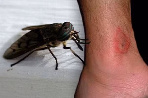 Ấu trùng của ruồi trâu sẽ đào hang, làm tổ dưới da của vật chủ và cư trú bên trong đó suốt nhiều tuần. Các vật chủ có thể cảm nhận những sinh vật ký sinh cử động bên trong những nốt mụn mủ trồi lên vô cùng kinh dị.