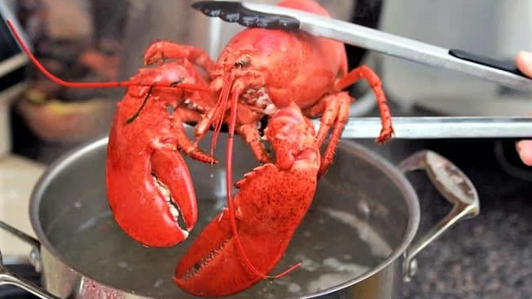 Họ lập luận rằng các loài động vật như bạch tuộc và tôm hùm cũng có cảm giác đau đớn, do đó cần được đưa vào dự luật và không nên bị phân biệt đối xử vì "cấu trúc thần kinh của chúng khác với chúng ta".