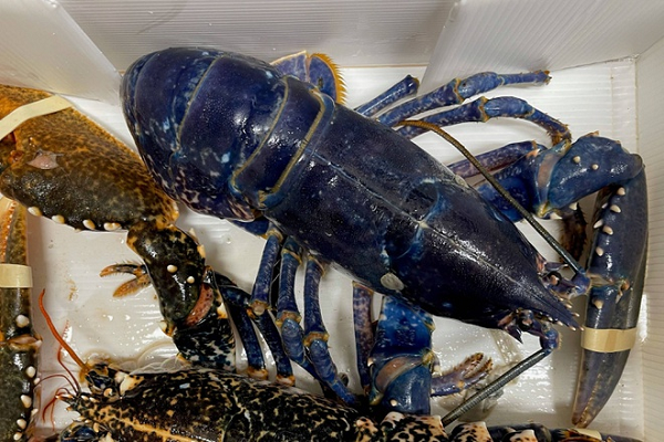 Tuy nhiên, cảm giác đau của các loài động vật như tôm hùm vẫn còn là một vấn đề mơ hồ gây tranh cãi của giới khoa học. Một bên cho rằng tôm hùm giống như các loài giáp xác khác, chúng thậm chí còn không có một bộ não thực thụ nên không cảm thấy đau. "Đau" là loại cảm giác chỉ có ở sinh vật bậc cao mà thôi.