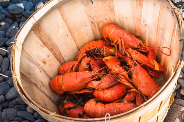 Các nghiên cứu phát hiện rằng vùng vỏ não chịu trách nhiệm tiếp nhận và truyền tải thông điệp về cơn đau. Trong khi đó tôm không có vỏ não, và nhìn chung tôm hay cá cũng đều có rất ít chức năng thần kinh để nhận biết cơn đau.