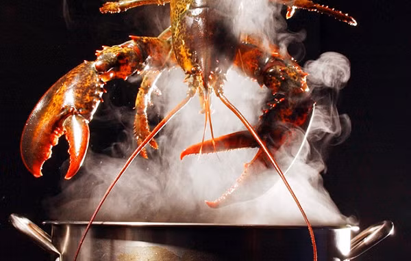 Trái lại, những người bác bỏ quan điểm trên đã đưa ra các dẫn chứng thực tế về hành vi và phản ứng sinh hóa diễn ra trong cơ thể tôm hùm khi bị luộc sống. Cơ thể chúng tiết ra hormone cortisol – hormone "stress", y hệt như chúng ta khi bị đau.