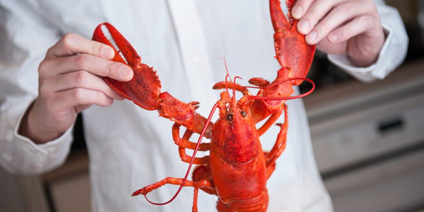 Chưa biết tôm hùm liệu có thực sự biết đau hay không, nhưng rõ ràng cách tốt hơn hết là hủy não, gây mê hoặc chích điện chúng trước khi luộc để đảm bảo tính nhân văn.