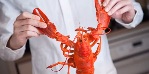Chưa biết tôm hùm liệu có thực sự biết đau hay không, nhưng rõ ràng cách tốt hơn hết là hủy não, gây mê hoặc chích điện chúng trước khi luộc để đảm bảo tính nhân văn.