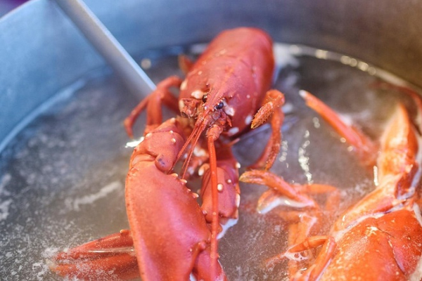 Dự luật Phúc lợi Động vật lần đầu tiên được Chính phủ Anh đề xuất vào tháng 5 như một lời hứa của Thủ tướng Boris Johnson, sau khi ông cam kết sẽ xem xét đến quyền lợi của động vật trong việc soạn thảo các chính sách mới.