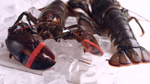 Chúng không thể kêu, nhưng có giãy giụa, hoặc cố gắng tránh xa khỏi nước sôi. Để tìm hiểu vấn đề này, Robert Elwood, giáo sư sinh thái học tại Đại học Queen's Belfast đã tiến hành một nghiên cứu đối với các loài giáp xác.