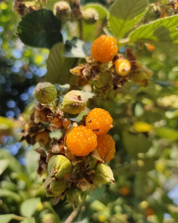 Quả của nó có tác dụng điều trị cảm lạnh, đau bụng, ho và đau họng. Ngoài vị ngọt và thanh mát, mâm xôi vàng được dùng làm cây ăn quả vì vẻ ngoài bắt mắt của nó.