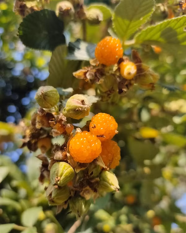 Quả của nó có tác dụng điều trị cảm lạnh, đau bụng, ho và đau họng. Ngoài vị ngọt và thanh mát, mâm xôi vàng được dùng làm cây ăn quả vì vẻ ngoài bắt mắt của nó.