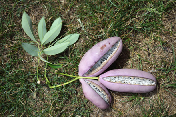 Dưa quả tháng tám có hình dáng tương tự như quả chuối hay củ khoai lang tím, bên trong màu trắng đục, vị ngọt rất lạ. Ngoài ra, loại quả này còn có mùi thơm thu hút hơn các loại quả khác.