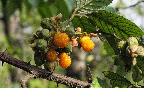 2. Quả mâm xôi vàng Himalaya là một loại cây bụi có gai ở châu Á trong họ hoa hồng. Cây có nguồn gốc từ Trung Quốc, Nepal, Tiểu lục địa Ấn Độ, Đông Dương và Philippines.