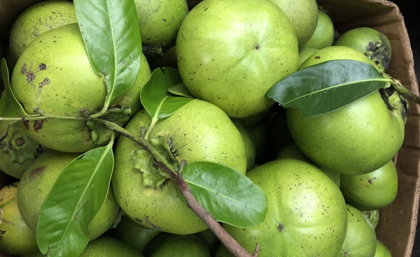 Khi chín, vỏ quả hồng đen chuyển sang màu xanh nâu còn ruột chuyển màu nâu. Quả hồng đen ăn rất ngon và ngọt, thơm dịu và đặc biệt là hương vị như sô cô la.