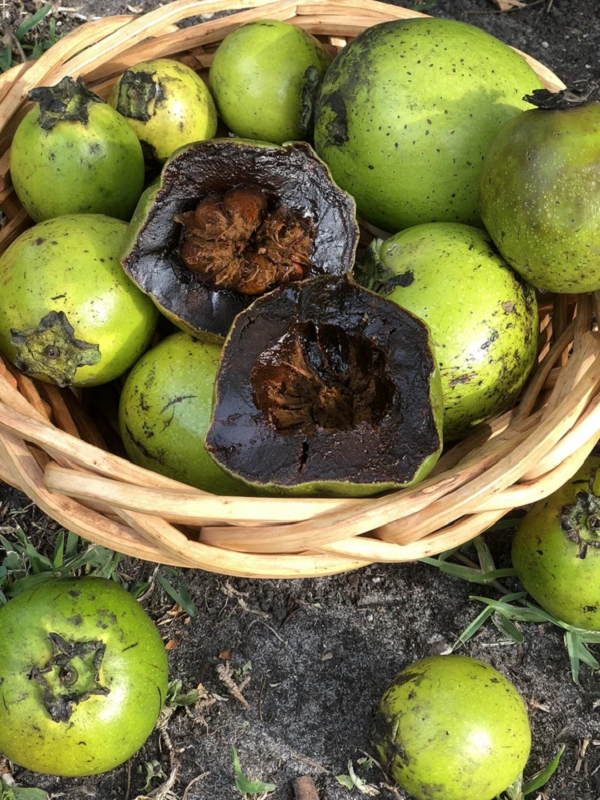 Vỏ và lá nghiền nát được sử dụng như một loại thuốc đắp trị mụn nước. Ngoài ra, nó còn được sử dụng để nghiên cứu thuốc chống lại bệnh phong, bệnh giun đũa và ngứa da.