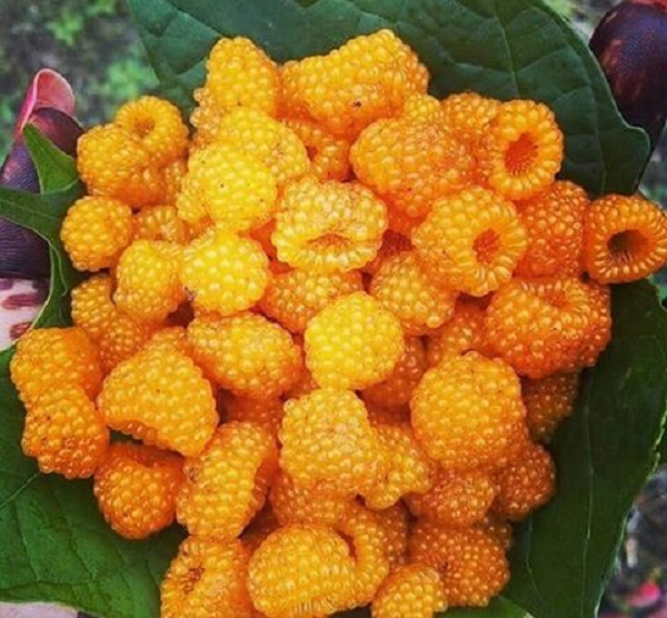 Ở Hawaii, nó được coi là một loài thực vật xâm lấn hoặc cỏ dại, nhưng quả của chúng lại được bán ở các chợ địa phương tại dãy Hy Mã Lạp Sơn.