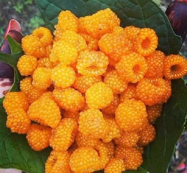 Ở Hawaii, nó được coi là một loài thực vật xâm lấn hoặc cỏ dại, nhưng quả của chúng lại được bán ở các chợ địa phương tại dãy Hy Mã Lạp Sơn.