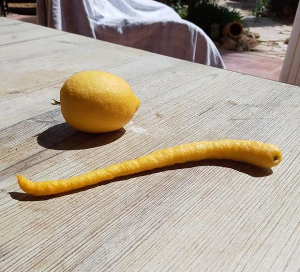 Quả chanh có hình dáng kỳ lạ nhất thế giới.