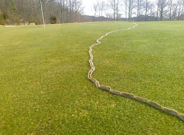 Những con sâu róm nối đuôi nhau thành 1 hàng dài di chuyển trên đường.