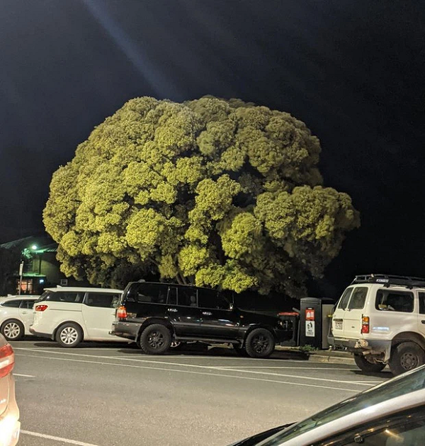 Đang đi đường nhìn sang mà tưởng đâu… cây bông cải khổng lồ?