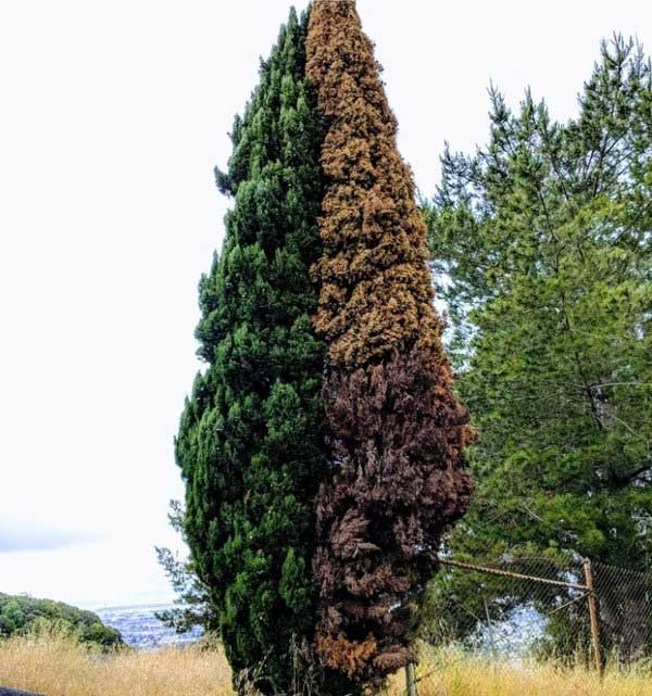 Một nửa cây vẫn còn sống và nửa kia thì đã chết.