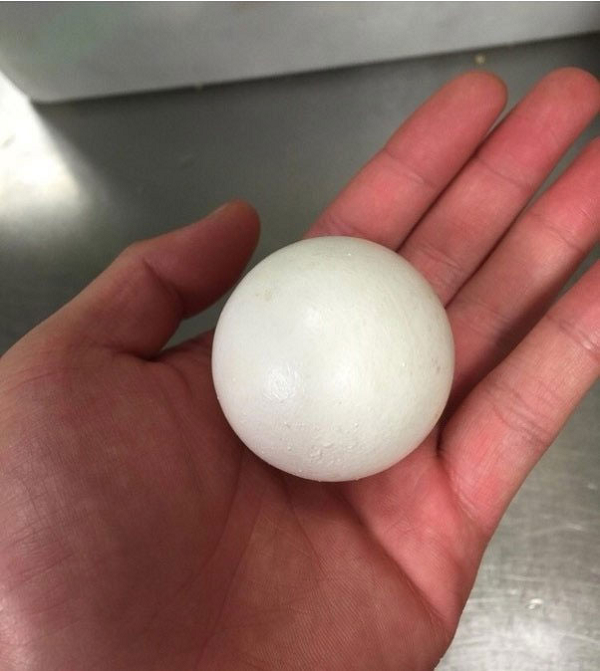 Đây không phải là quả bóng bàn mà là một quả trứng độc nhất vô nhị.