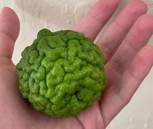 Có thể bạn không tin nhưng đây vốn là một… quả chanh!