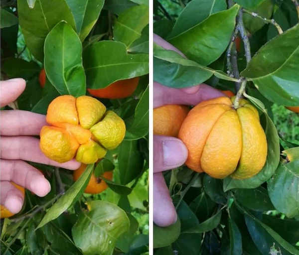 Những múi cam đâu chỉ nằm trong lớp vỏ. Nó còn thể hiện ra bên ngoài nữa này!