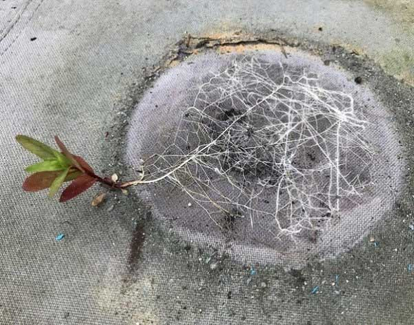 Hệ thống rễ ngầm của cây này thật đáng kinh ngạc. Đây là một minh chứng cho thấy sức sống mãnh liệt của thiên nhiên.