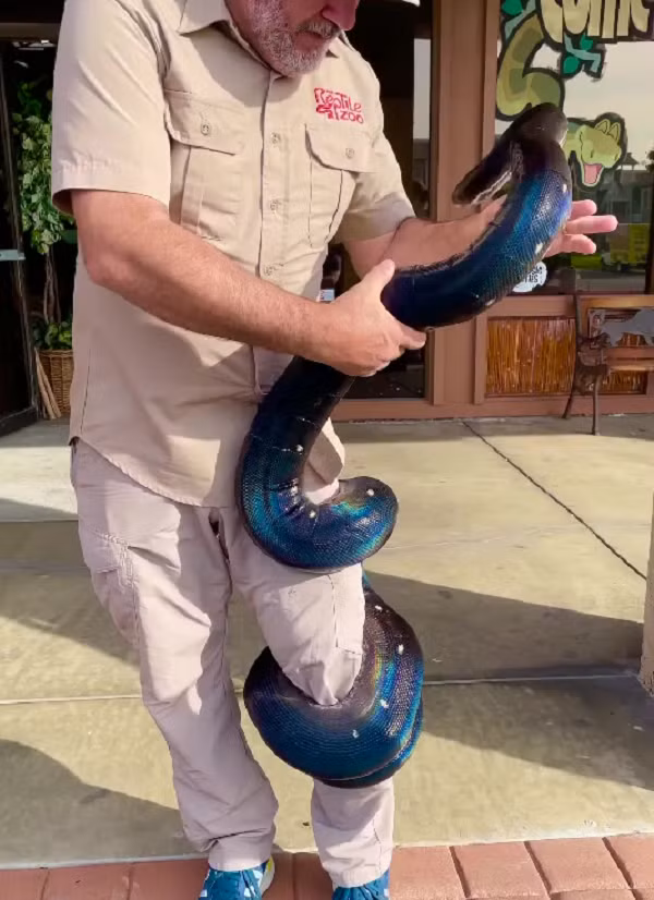 Được biết, con trăn có bộ gene kết hợp giữa trăn lưới Đông Nam Á và trăn vàng Miến Điện, đó là yếu tố giúp bộ da của nó trở nên lấp lánh sắc cầu vồng dưới ánh sáng.