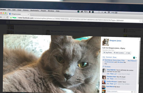 Những con mèo thậm chí còn sử dụng mạng xã hội để tương tác với đồng loại.