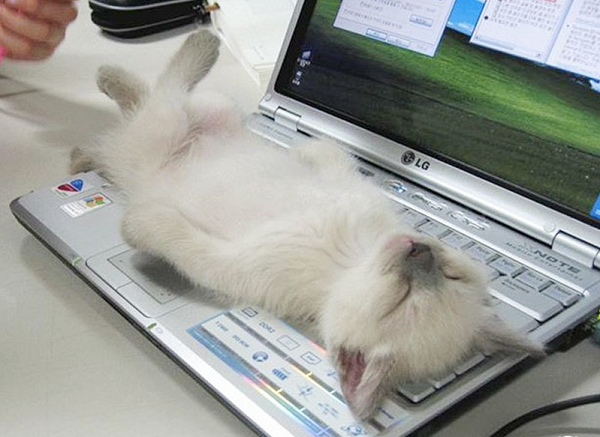 Chỗ ngủ quen thuộc của loài mèo đã thay đổi, không còn cạnh bếp lửa, những tấm thảm nữa mà là bàn phím máy tính ấm áp.