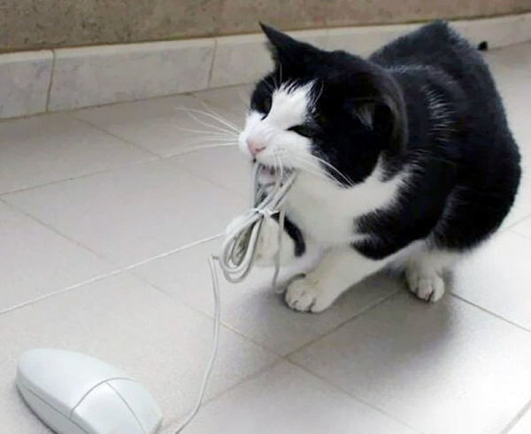 Nếu không thể bắt được chuột thật, hãy chuyển sang bắt chuột máy tính!