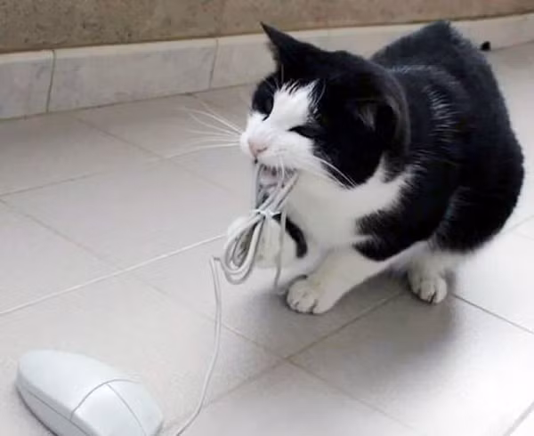 Nếu không thể bắt được chuột thật, hãy chuyển sang bắt chuột máy tính!