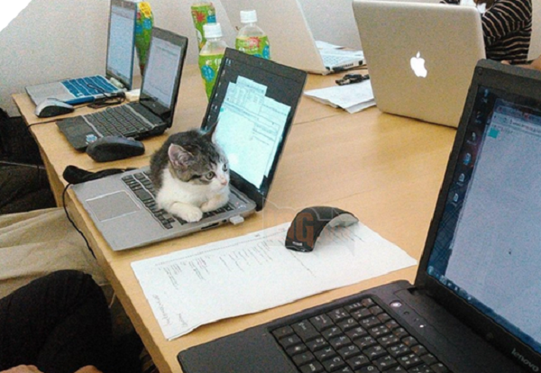 Mọi người cứ làm việc đi, mèo nằm đây kệ mèo!