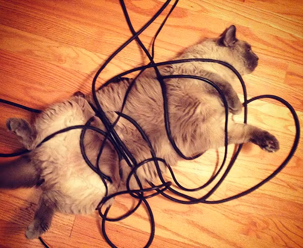 Thay vì những cuộn len, chúng đã tìm ra món đồ chơi mới đó là ...dây điện.