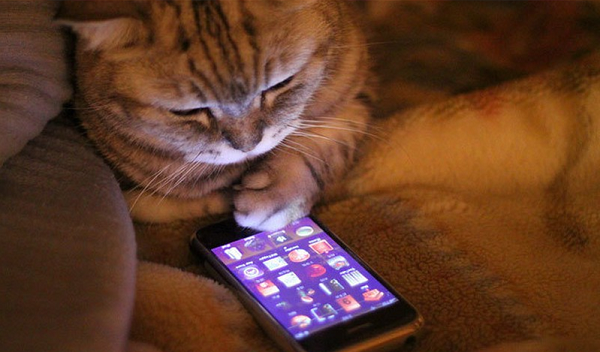 Mèo cũng nghiện điện thoại di động hệt như con người nhưng lại không biết chữ.