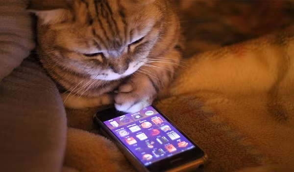 Mèo cũng nghiện điện thoại di động hệt như con người nhưng lại không biết chữ.
